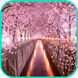 Cherry Blossom Wallpaper icon