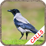 Cover Image of Download Crow calls 1.4 APK