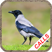 Crow calls 1.2 Icon