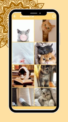 Cute Cat Wallpaper HD Kittensのおすすめ画像3