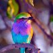Cute Birds Wallpapers HD 4K