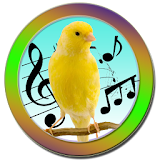 Canary Training icon