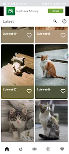 Cats wallpapers for android