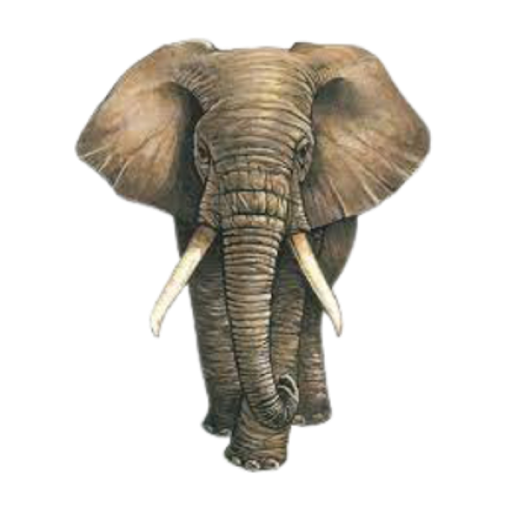 Éléphant logo