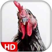 Different rooster sounds  Icon