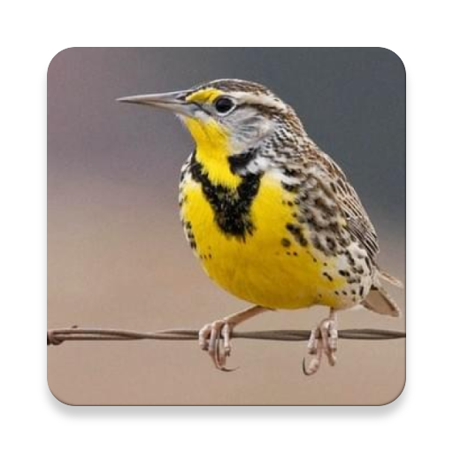 Meadowlark Bird Sound Collecti Download on Windows