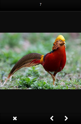 Unique birds Screen 3