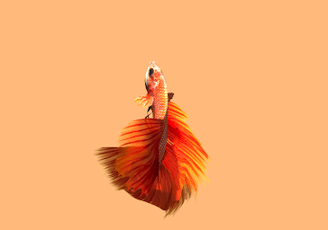 Betta Fish 3D