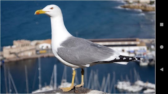 Gull Backgrounds APK for Android Download 1