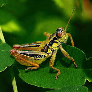 Capture d'écran