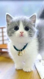 Cute Cat Video Wallpapers