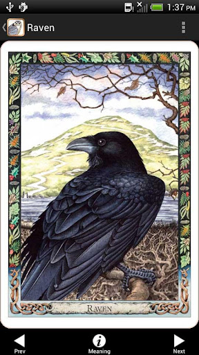 Screenshot of Druid Oracle Cards