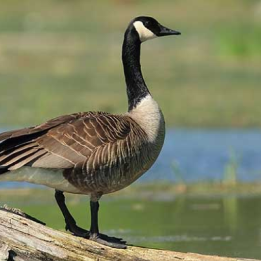 Goose Sounds logo