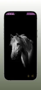 Horse Wallpapers 4K - HD