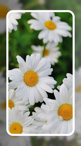 Aster Flower Wallpaper