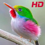 Cover Image of ดาวน์โหลด Birds Wallpapers HD  APK
