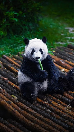 Panda Wallpapers Screen 3