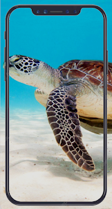 Cute Turtle Wallpaper HD 4K