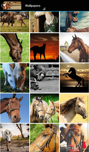 Android application horse pictures screenshort