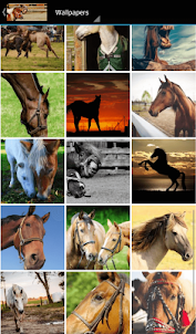 horse pictures