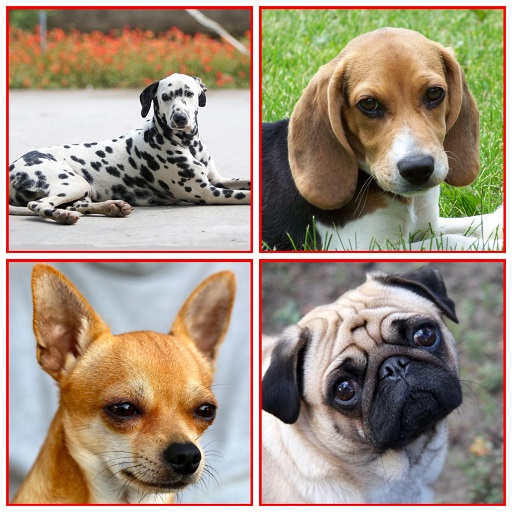 Dog Breeds Name In Hindi logo