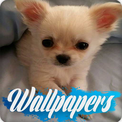 Puppy Wallpaper Images
