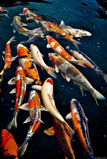 Koi Wallpaper