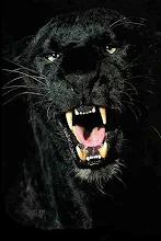 Black Panther 3d Live Wallpaper Image Num 56
