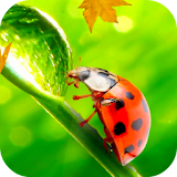 Ladybug Video Wallpaper HD icon