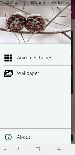 Animales bebé Fondo de Pantalla, Wallpaper HD