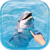Magic Ripple : Cute Dolphin icon