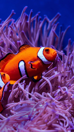 Undersea Wallpapers Screen 3