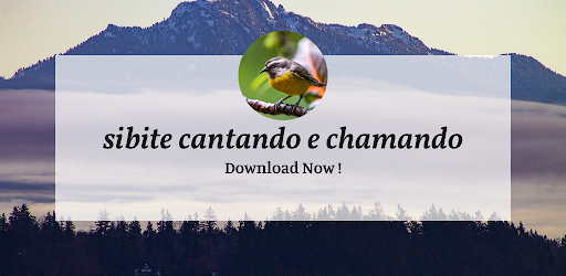sibite cantando e chamando