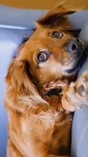 Android application golden retriever wallpaper screenshort
