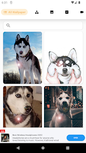 Dog Husky Wallpaper