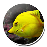 Colour Fish Wallpapers icon