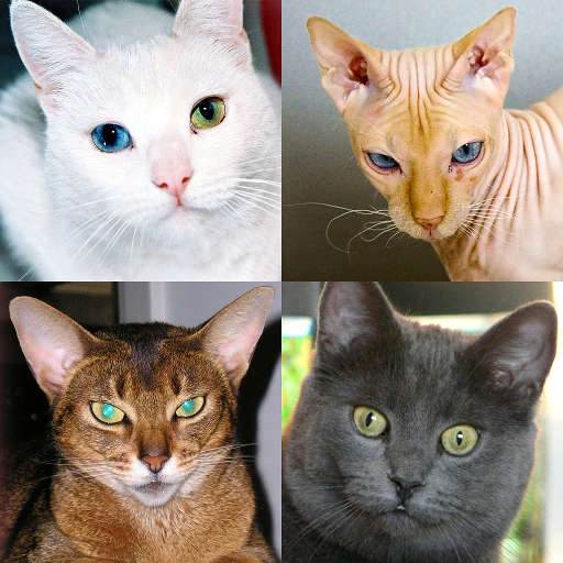 Cats Quiz Guess Popular Breeds  Icon