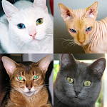 Cover Image of ดาวน์โหลด แบบทดสอบแมว - เดารูปภาพของสายพันธุ์แมวยอดนิยมทั้งหมด  APK