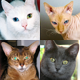 Cats Quiz - Guess Photos of All Popular Cat Breeds icon