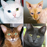download Cats Quiz - Guess Photos of All Popular Cat Breeds apk