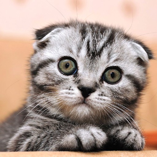 Scottish Fold Download on Windows