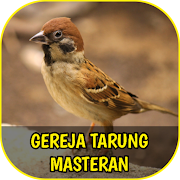 Suara Gereja Tarung Masteran