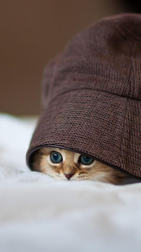 Kitty Cat Live Wallpaper Screen 2