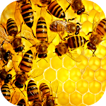 Cover Image of ダウンロード Bee Wallpapers 1 APK