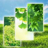 Green Wallpapers 1 icon