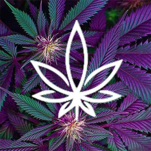 The Dispensary logo