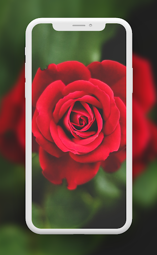 Rose wallpaper