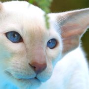 Oriental Shorthair Wallpapers