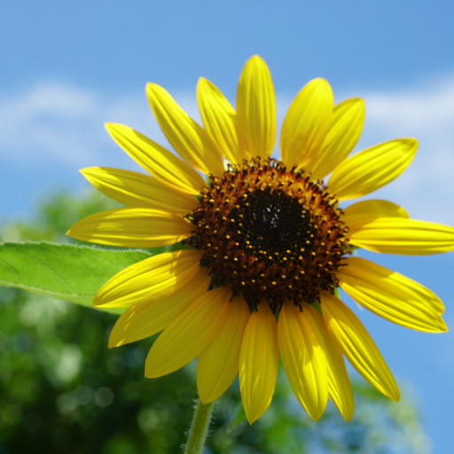 My Bing Image logo