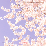 Cover Image of Download 카카오톡 테마 - 하늘하늘 벚꽃  APK
